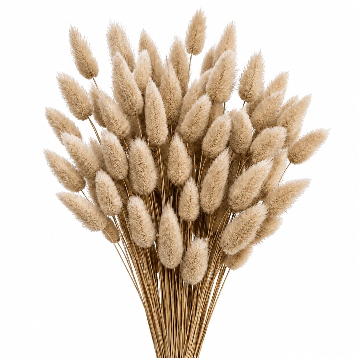 Set of 30 Pcs Natural Dried Bunny Tails Pampas Grass Original Colour Bunny Tails Pampas Boho Bouquet Dried Flowers Bouquet Gift Decoration Vase Table Home Wedding Decoration-picture-25