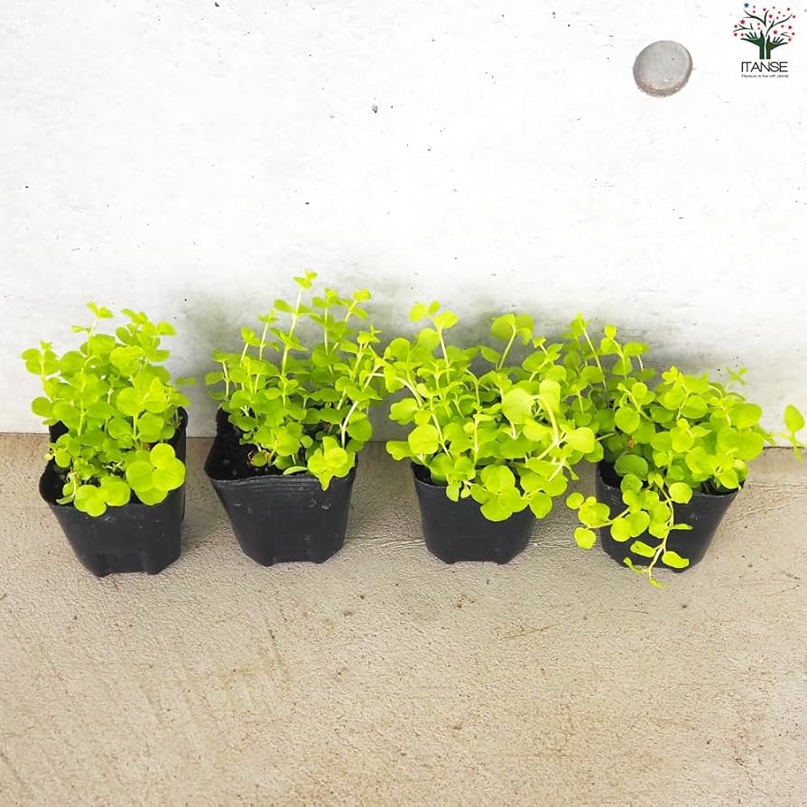 リシマキア　ご予約専用 リシマキア ご予約専用 楽天市場】リシマキア 'リッシー' : お