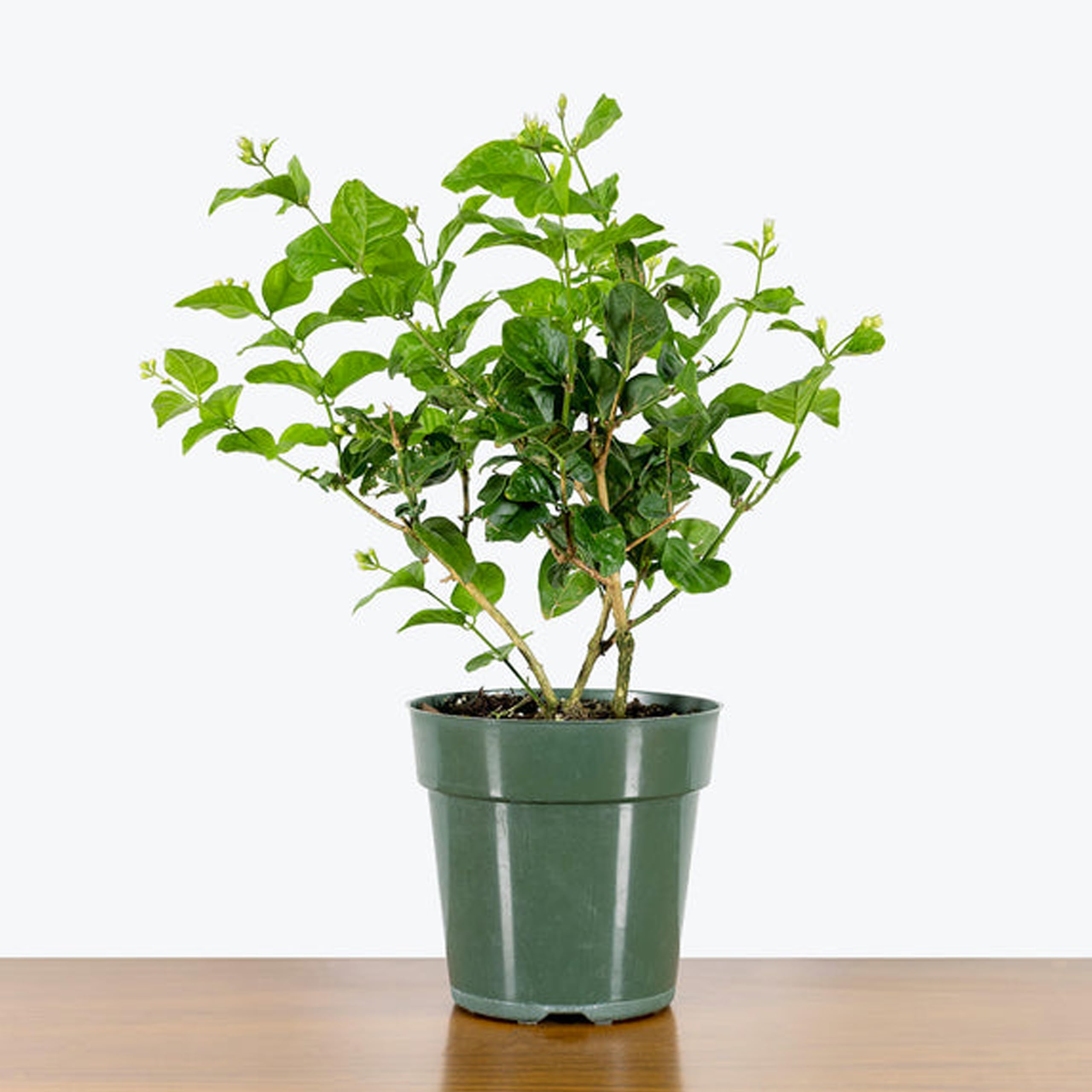 Plants Amrapali Mango Plant Grafted-image-36
