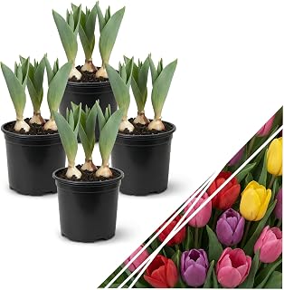 Live Flowering Tulip Assorted Colors