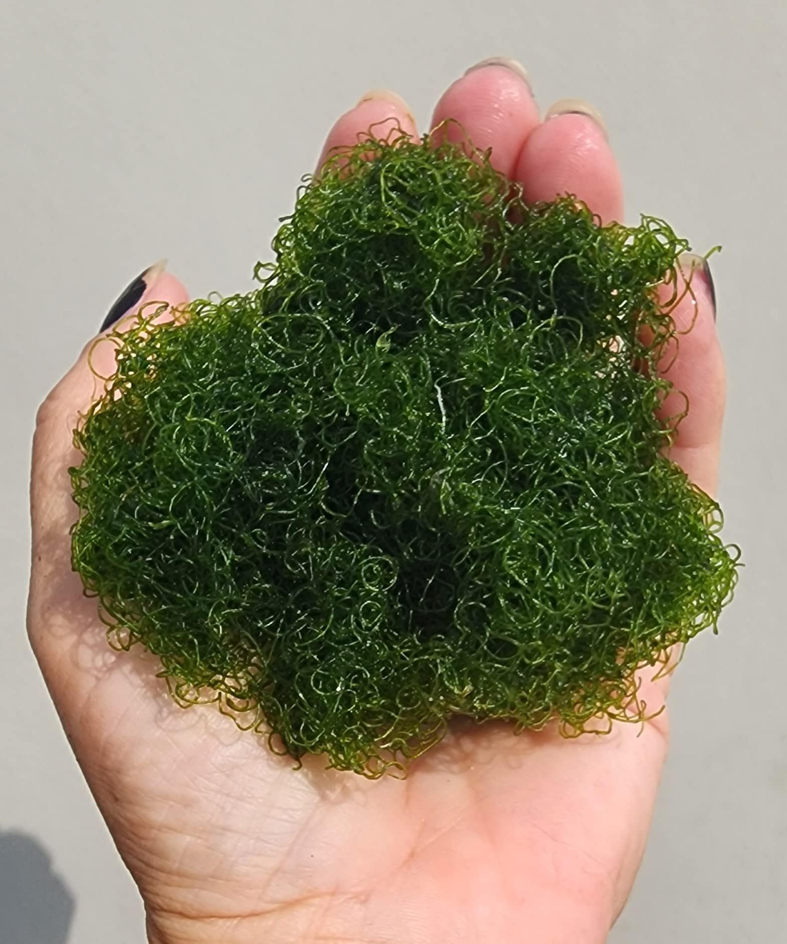 Clean Chaetomorpha Macro Algae - Tennis Ball Size Chaeto