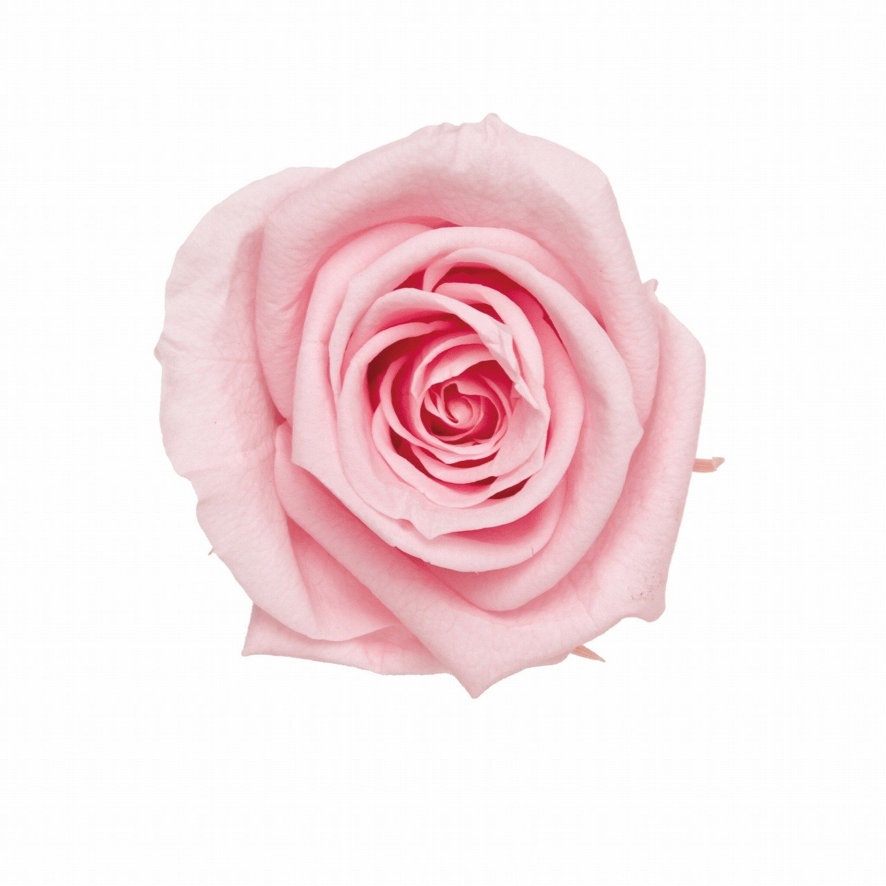 Amazon｜FLorever プリザーブドフラワー フレッシュルックスプレー