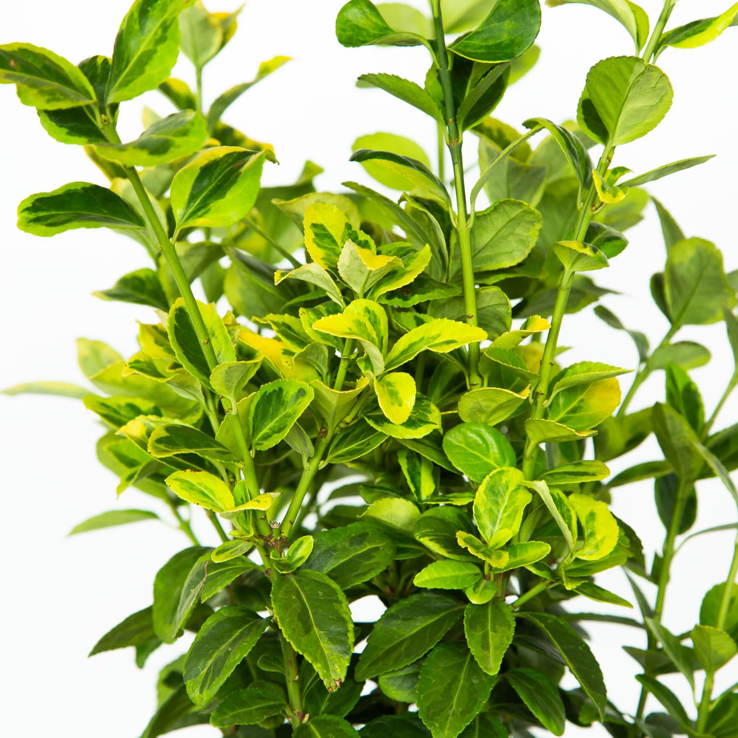 Amazon.com : Golden Euonymus (2.5 Gallon) Green and Yellow Variegated  Evergreen Shrub - Full Sun to Part Shade Live Outdoor Plant : Patio, Lawn &  Garden