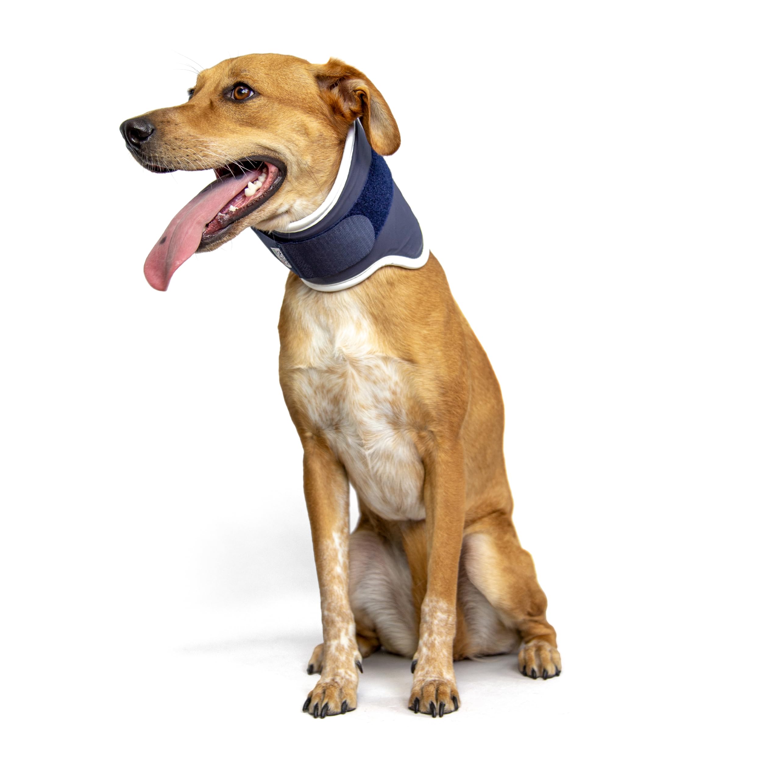 Correa de cuello recto para perro, cuello de balto bt, tamaño L