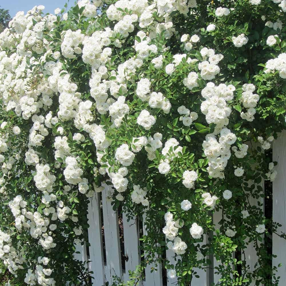 Mphmi Plants Rosa Crimson Glory Plant White - Creeper & Climbers Flowers Garden Live Plant Nursery
