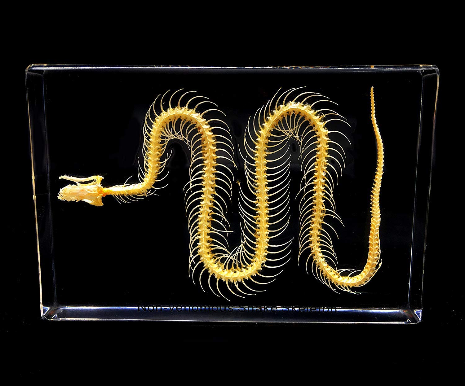 Real Snake Skeleton Specimen in Acrylic Block Paperweights Science Classroom Specimens for Science Education