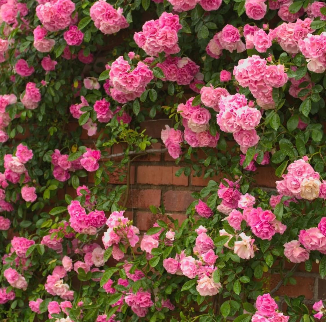 GOLAPKOLONY Rare Rose Climbing Live Flower Plant for Indoor and Outdoor Gardening, with Pot (Pink) (B0DDHPZPZ4) Amazon Price History, Amazon Price Tracker
