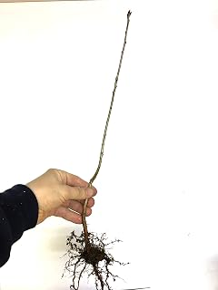 Quercus robur Fastigiata, Columnar English Oak, 1-2 Year Old, Bare Root, dormant