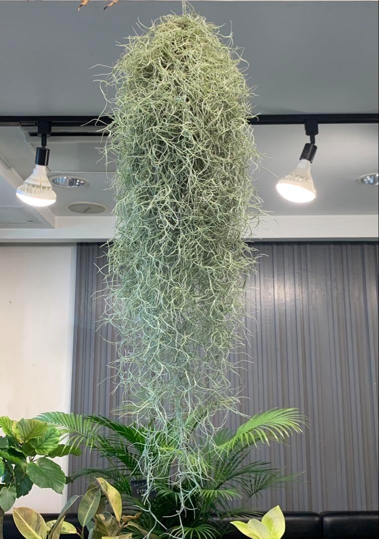 エアープランツ チランジア ウスネオイデス 大束6つ スパニッシュモス