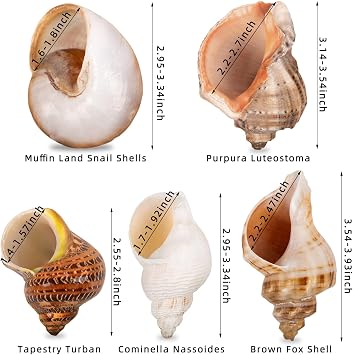 5PCS Large Hermit Crab Shells | Natural Sea Conch Size 2.8 - 3.9, Opening Size 1.5 - 2.5 | Turbo Seashells for Hermit Crab Supplies and Beach Decoration Large Sea Shell