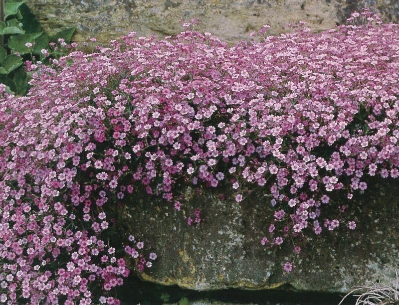 Gypsophila Creeping Babys Breath Seeds Flower Seeds that Attract Bees & Butterflies Easy-to-Grow Perennial Colourful Ground Cover for Gardens & Patios