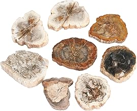 Rockcloud 1.5-3" Natural Irregular Petrified Wood Stones Chakra Healing Stone Specimen Pack of 5