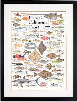 Earth Sky + Water - Fishes of the California Coast - Double-matted Posters with Black Frame