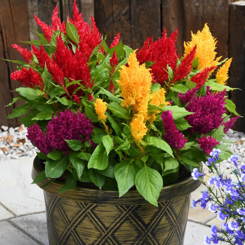 Celosia First Flame Mix Garden Ready Plants - Stunning Jewel-Toned Flowers for Pots & Borders - Heat Tolerant, Easy Care - 12 x Garden Ready Plants Thompson & Morgan