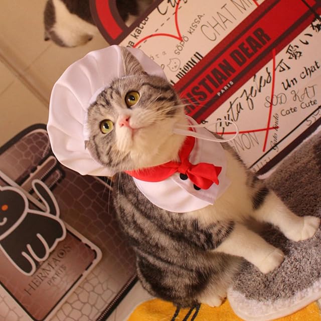 Foto 4 de 8 de YIGZYCN Conjunto de disfraz de chef para perros y gatos, cosplay, Halloween, fiesta, cocina