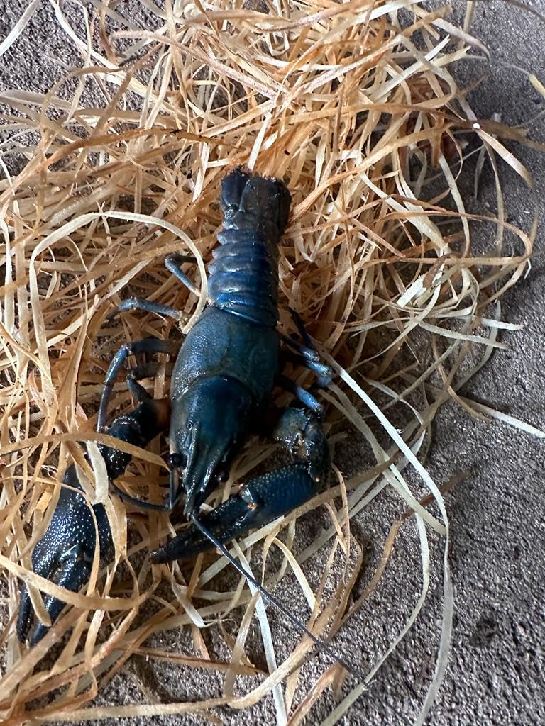 Blauer Edelkrebs-Rarität-die Gesundheitspolizei für den Gartenteich