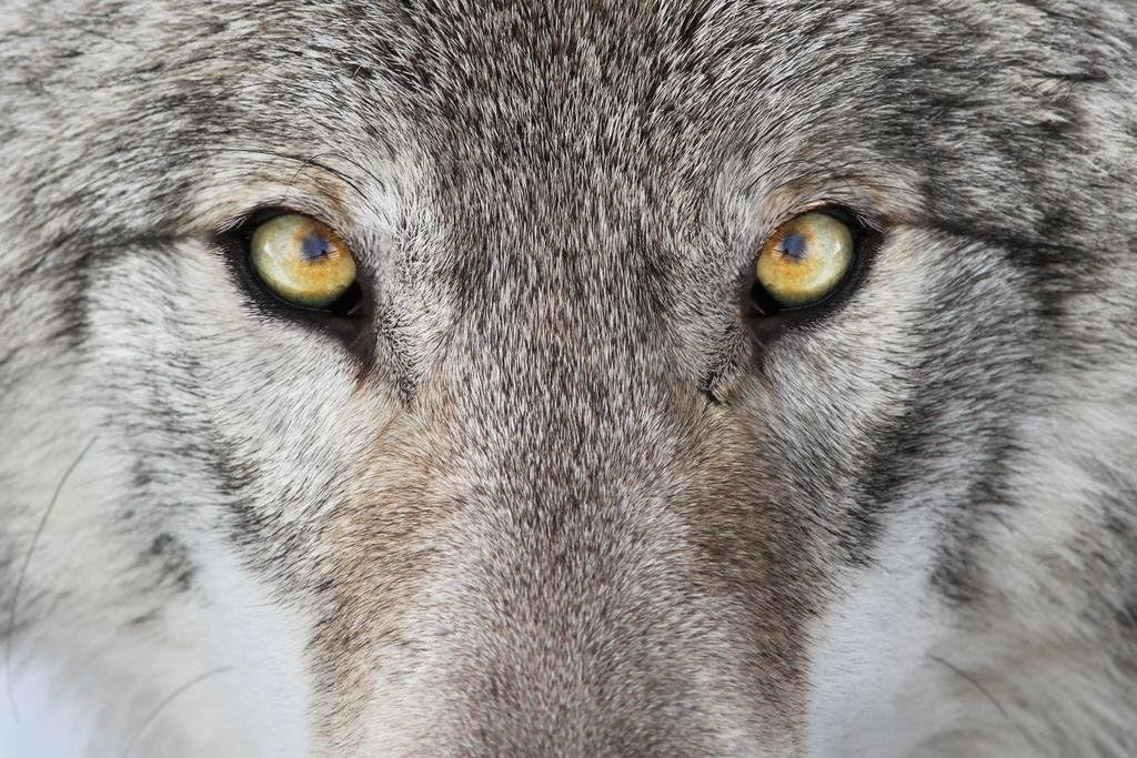 Laminated Close Up Gray Wolf Eyes Portrait Photo Wolf Posters For Walls Posters Wolves Print Posters Art Wolf Wall Decor Nature Posters Wolf Decorations for Bedroom Poster Dry Erase Wall Art 36x24