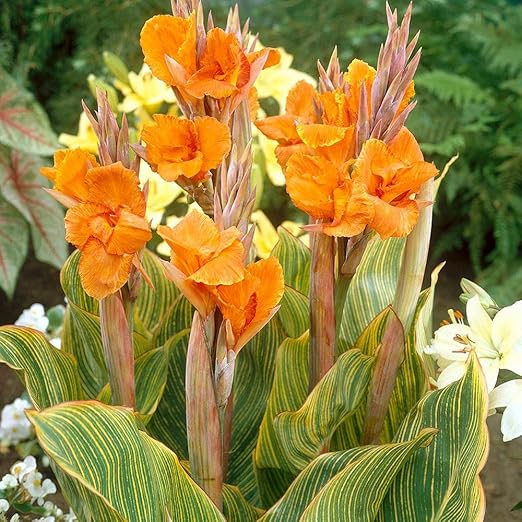 Seltene Pflanzen,Gartenblumen,Canna bedeutet harten Willen,Indisches