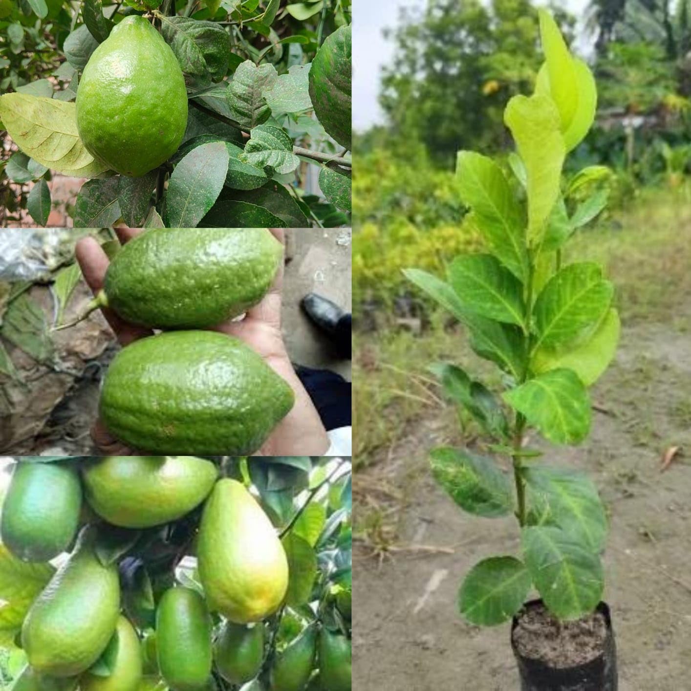 See full amazon price history chart for Golden Bloom Live Plant Lime Gandharaj Lemon Fruit Air Layering - 1 Healthy 1-2 FT Height for Roof Top Garden Plant(1 Healthy Live Plant) Golden Bloom Live Plant Lime Gandharaj Lemon Fruit Air Layering - 1 Healthy 1-2 FT Height for Roof Top Garden Plant(1 Healthy Live Plant) (B0CGX4W9WG) Amazon Price History, Amazon Price Tracker