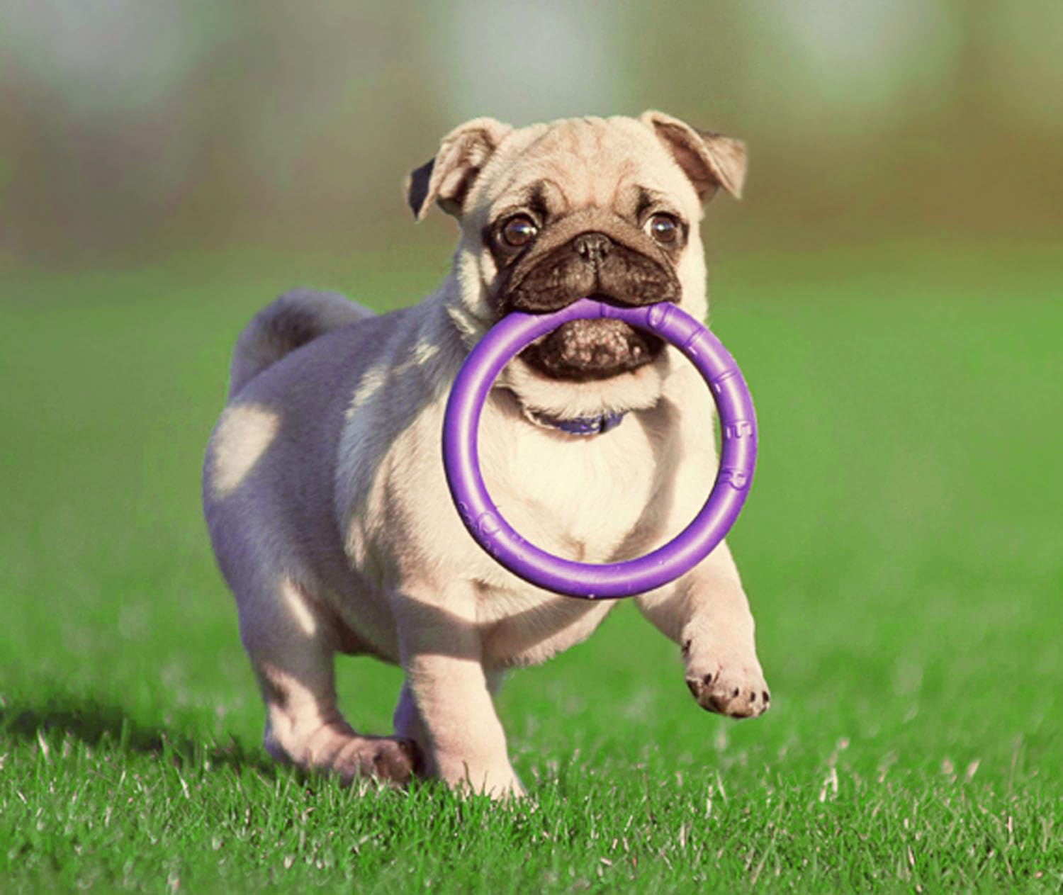 Giocattolo PULLER Per Cani - 2 Anelli Interattivi, Per Allenamento E Gioco, Viola - Foto 3