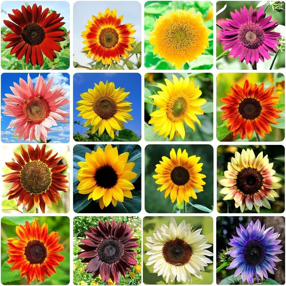 Sunflower Seeds for Planting
