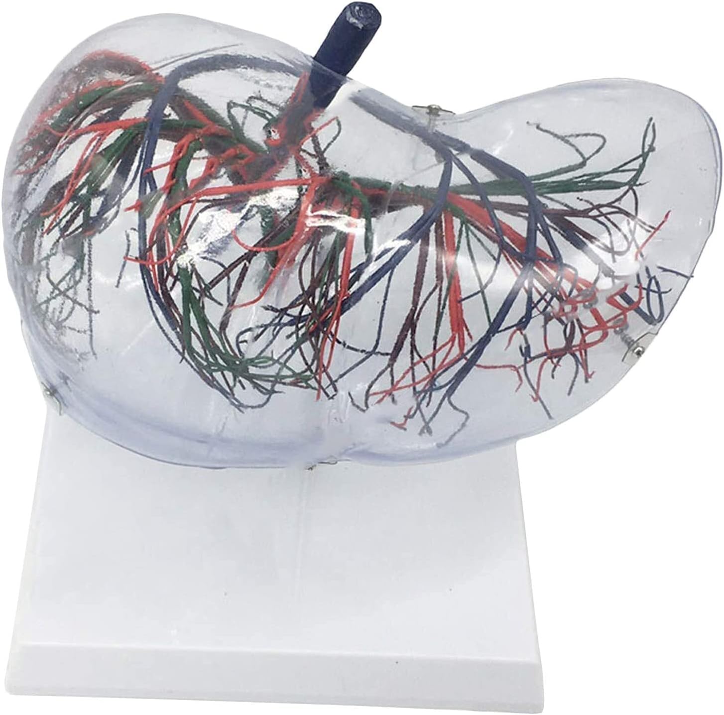 Transparent Liver Model Life Size Human Liver Anatomy Model for Science Class Anatomic Office and Science Study