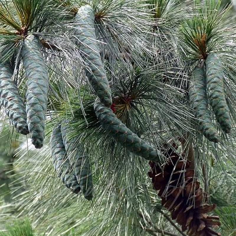 Marca  World of Pine Tree Seeds para bonsai, pasatiempo, paisaje, EZ-PAC You Choose Color (Western Himalayan Pine - 0.5 oz)