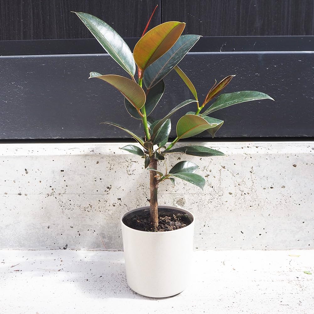 モモタマナ5年育成フィカス 観葉植物 3本の枝 モモタマナ5年育成フィカス 観葉植物 3本の枝