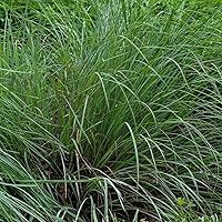 Vista 2 de Outsidepride Little Bluestem - Semilla de césped nativa, ornamental, pradera, resistente a la sequía, 25 libras