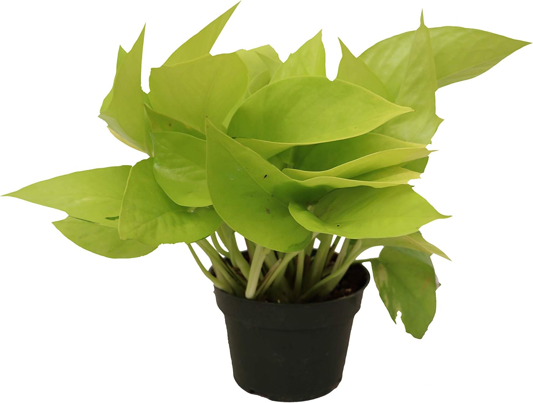 California Tropicals 4" Neon Pothos Live Pot Houseplant