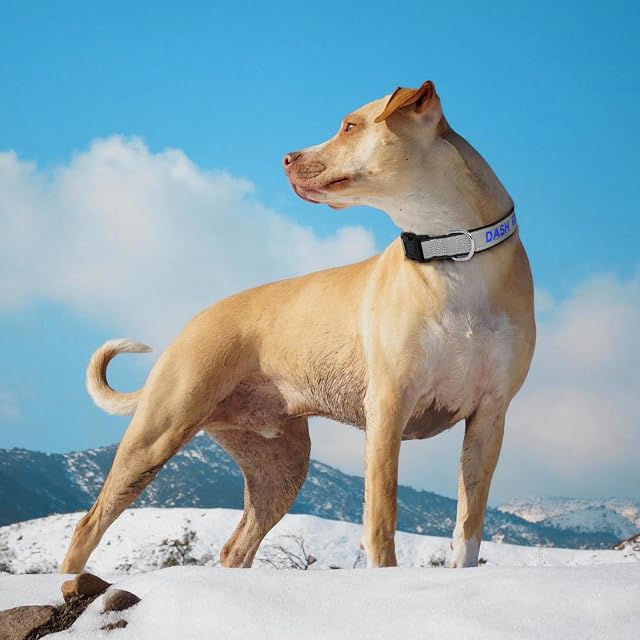 Foto 6 de 8 de Collar personalizado para perro, bordado personalizado con nombre y número de teléfono de mascota
