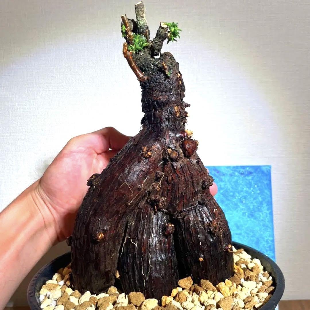 ムッチリ特良樹形　激渋系灌木風BONSAI　発根済　メストクレマ　ツベローサム Amazon.co.jp: 特良樹形 変態激渋系灌木風BONSAI 発根済