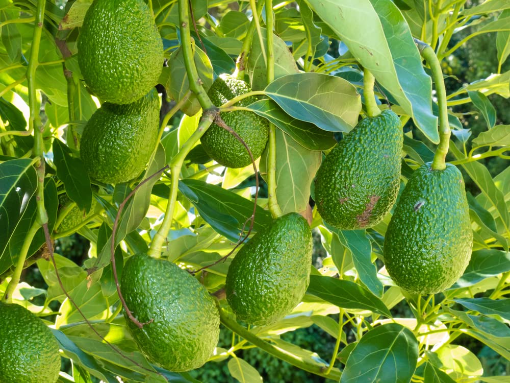Avacado Healthy Fruit Plant & Tree (1.5-3.5 Ft Hight) For Gardening Avacado Well Watered Live Fruit Plant (Hybrid, Pack Of 1) (B0C5H6PYCM) Amazon Price History, Amazon Price Tracker