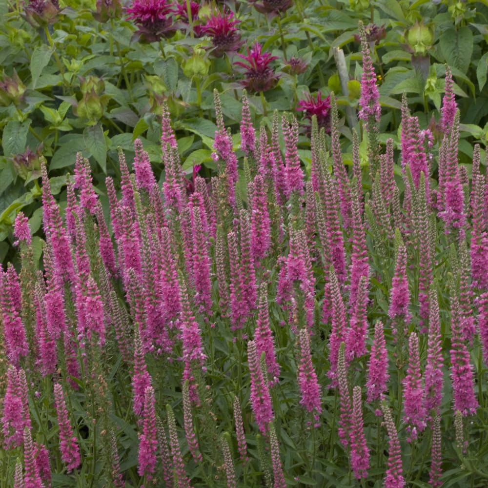 Bedwen Veronica 'Red Fox' 2L Plant – Speedwell Rotfuchs Compact Red-Pink Flowering Perennial for Pollinator Gardens & Patio Pots
