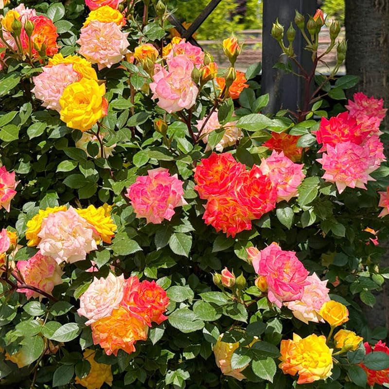 Miniatura 4 de Más de 400 semillas de rosas trepadoras perennes para plantar en el jardín de tu hogar, semillas de plantas tradicionales sin OMG para jardín al