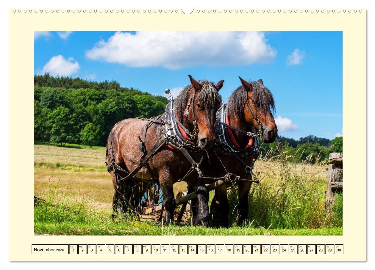 Arbeitspferde - Alltag des belgischen Kaltbluts (hochwertiger Premium Wandkalender 2026 DIN A2 quer), Kunstdruck in Hochglanz: Dieser Kalender zeigt ... belgischen Kaltblütern (CALVENDO Mobilitaet)