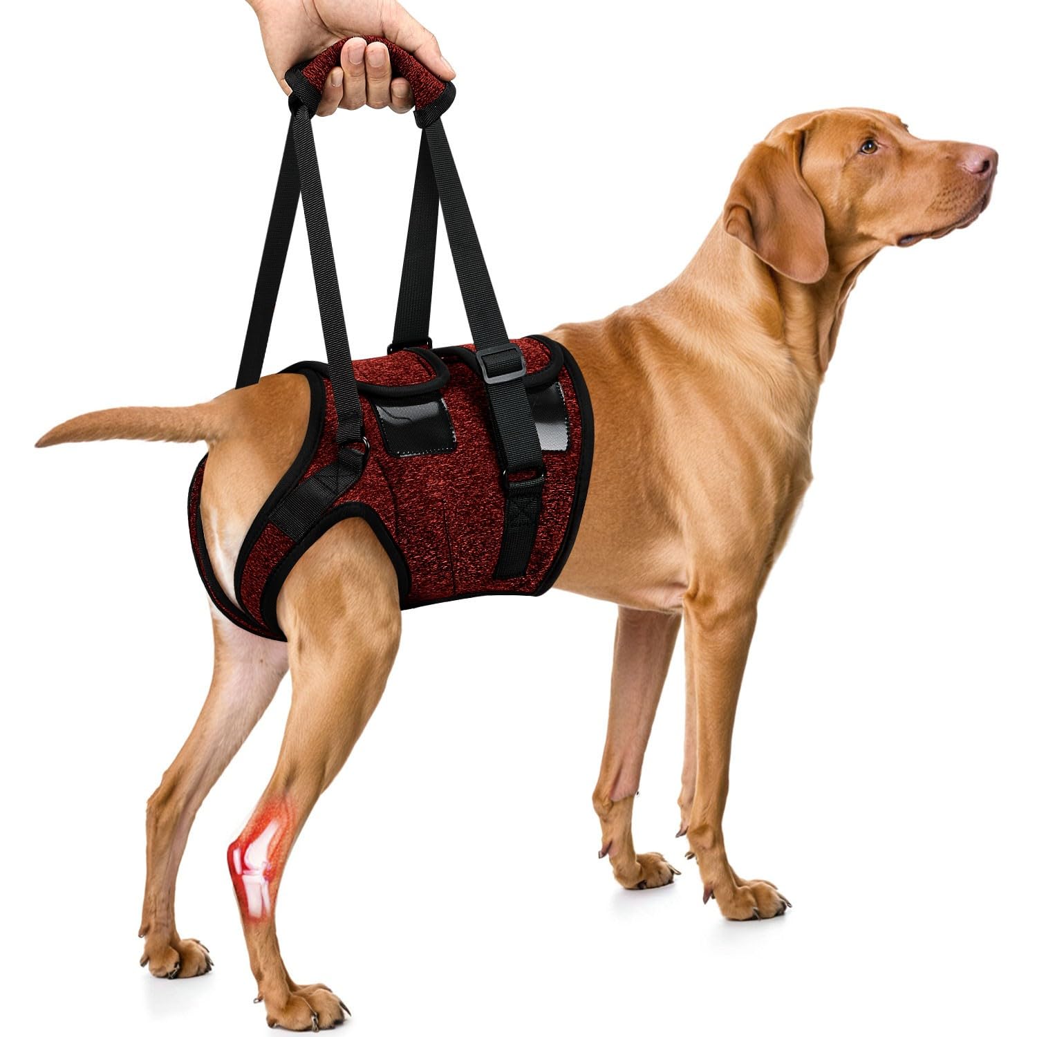 Nasjac Support Sling for Dog - Soft Adjustable Lifting Harness for Rear Legs, Recovery Assistance and Mobility Aids for Senior, Injured, Disabled and After ACL Surgery Medium Large Dogs