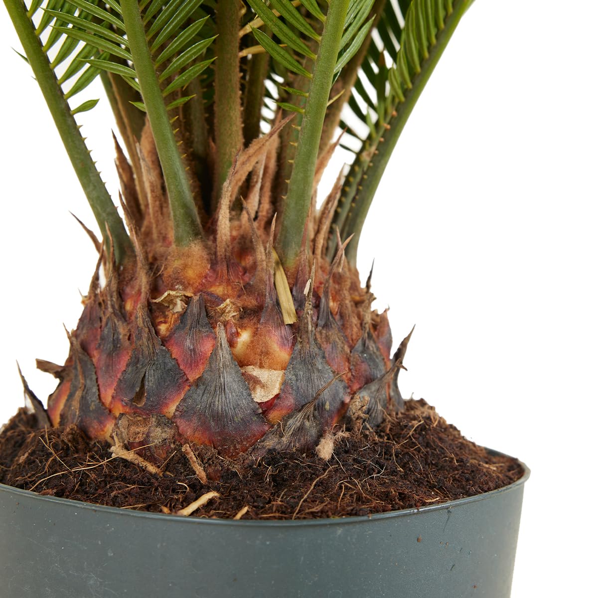 Bloomique - 2er Set - Cycas Revoluta - Palmfarn - Sagopalme - Palme - Sehr Pflegeleicht - Höhe 60-70 cm - Topf 17 cm