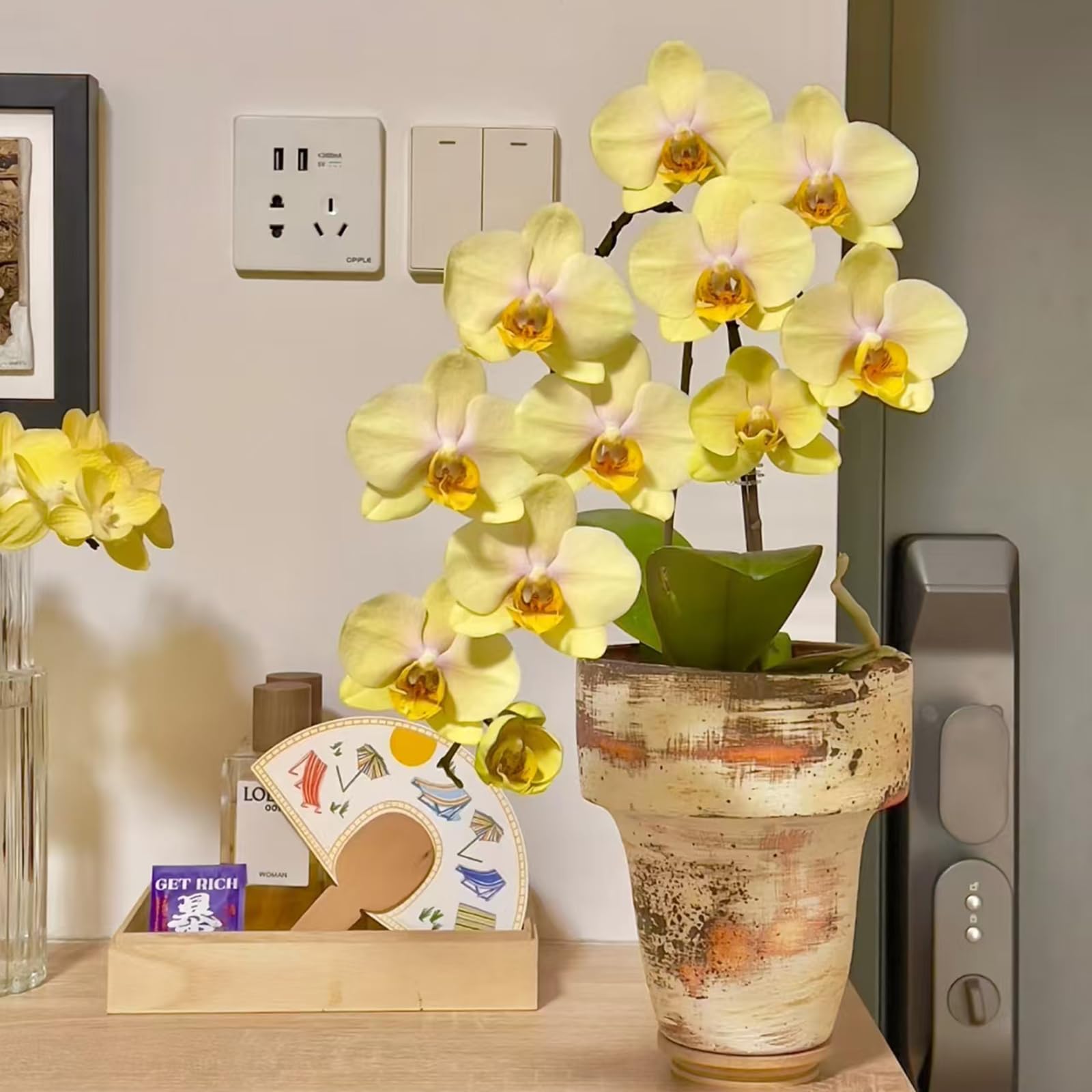 Live Baby Phalaenopsis Orchid Seedling (Bare Root, No Pot), Easy Care Small Indoor Houseplant for Home Office Desk Decor, Live Plant Gift for Plant Lovers Beginners (Yellow, 2) - 2