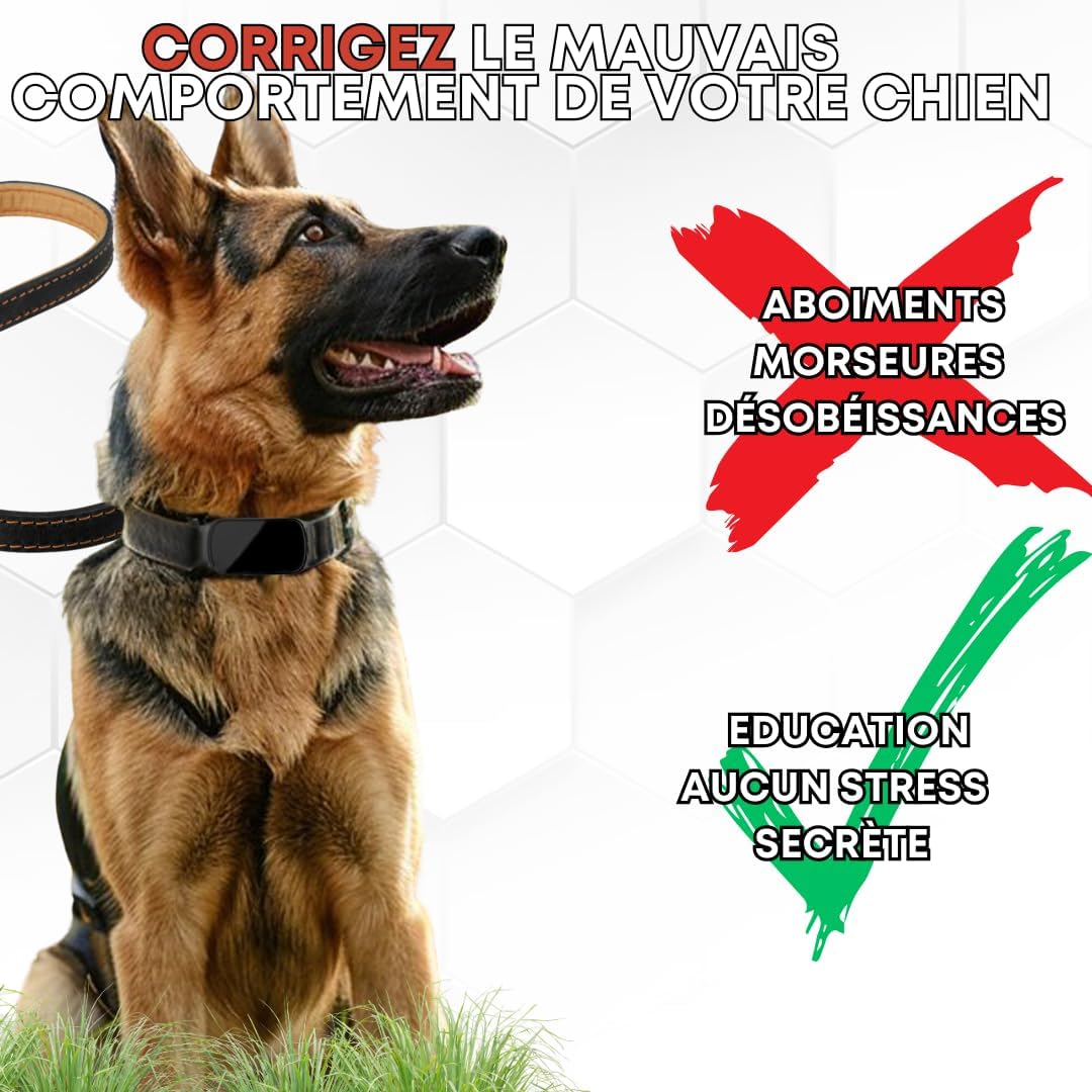 Conseils pour un dressage respectueux avec collier NoBaw