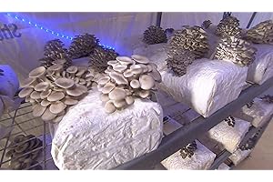 Mushroom Mycelium: Cultivate Grey Oyster Mushrooms At Home