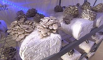 100 Grams/4 oz of Grey Oyster Mushroom Spawn Mycelium to Grow Gourmet and Medicinal Mushrooms at Home or commercially - Use to Grow on Straw or Sawdust Blocks - G1 or G2 Spawn