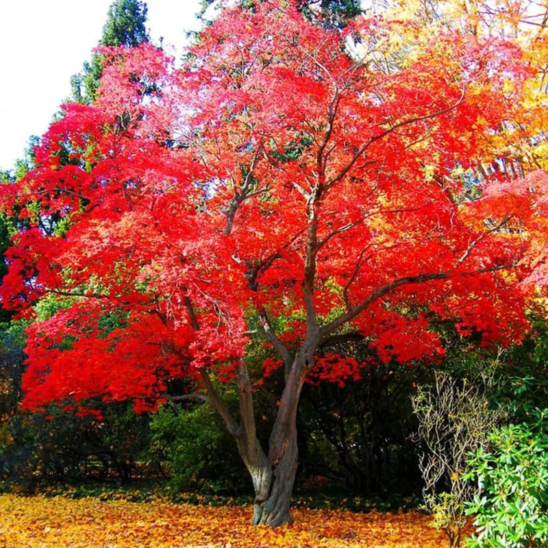 Más de 20 semillas de arce rojo para plantar al aire libre, semillas de árbol de arce nativo de reliquia, ornamentales resistentes para jardines