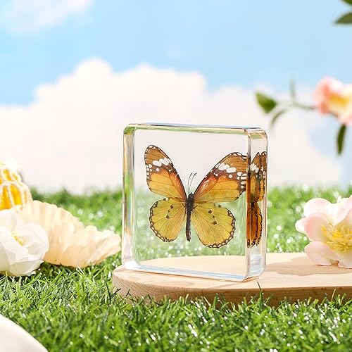 Miniatura 4 de Espécimen de mariposa real recubierto de resina, hermosa taxidermia de mariposa para exhibición y pisapapeles (Danaus Chrysippus 3 x 3 x 0.6