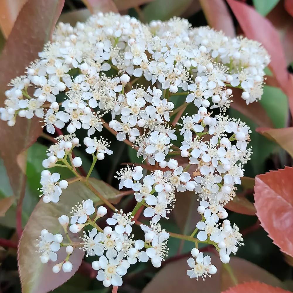 Semillas de photinia Red Robin, jardín, resistente, perenne para pleno sol interior, variedades tradicionales, 200pcs