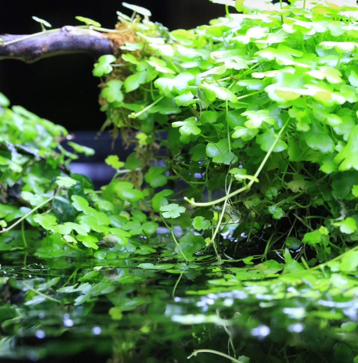 Greenpro Dwarf Pennywort Japan Tissue Culture | Hydrocotyle Tripartita Japan Freshwater Live Aquarium Plant