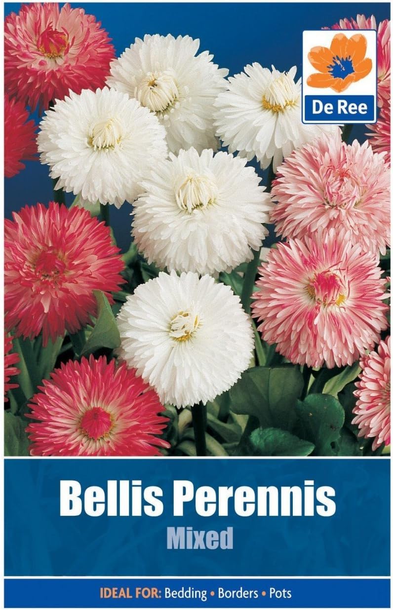 Bellis Perennis Mixed Seeds