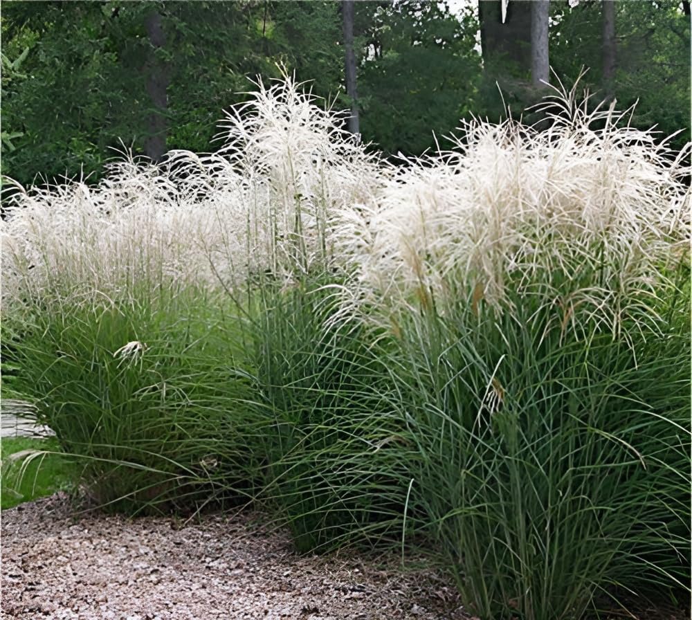 Stauden Gänge 10 x Miscanthus sinensis 'Graziella' Chinaschilf winterhart