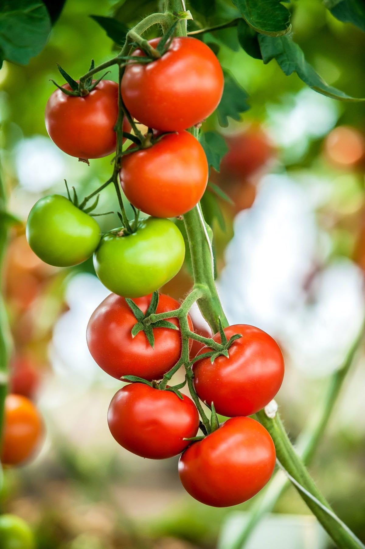 Piantine di Pomodoro, 100 Unità, Varietà Rosa, Valenciano, Optima, Nero Crimea e Cuore di Bue