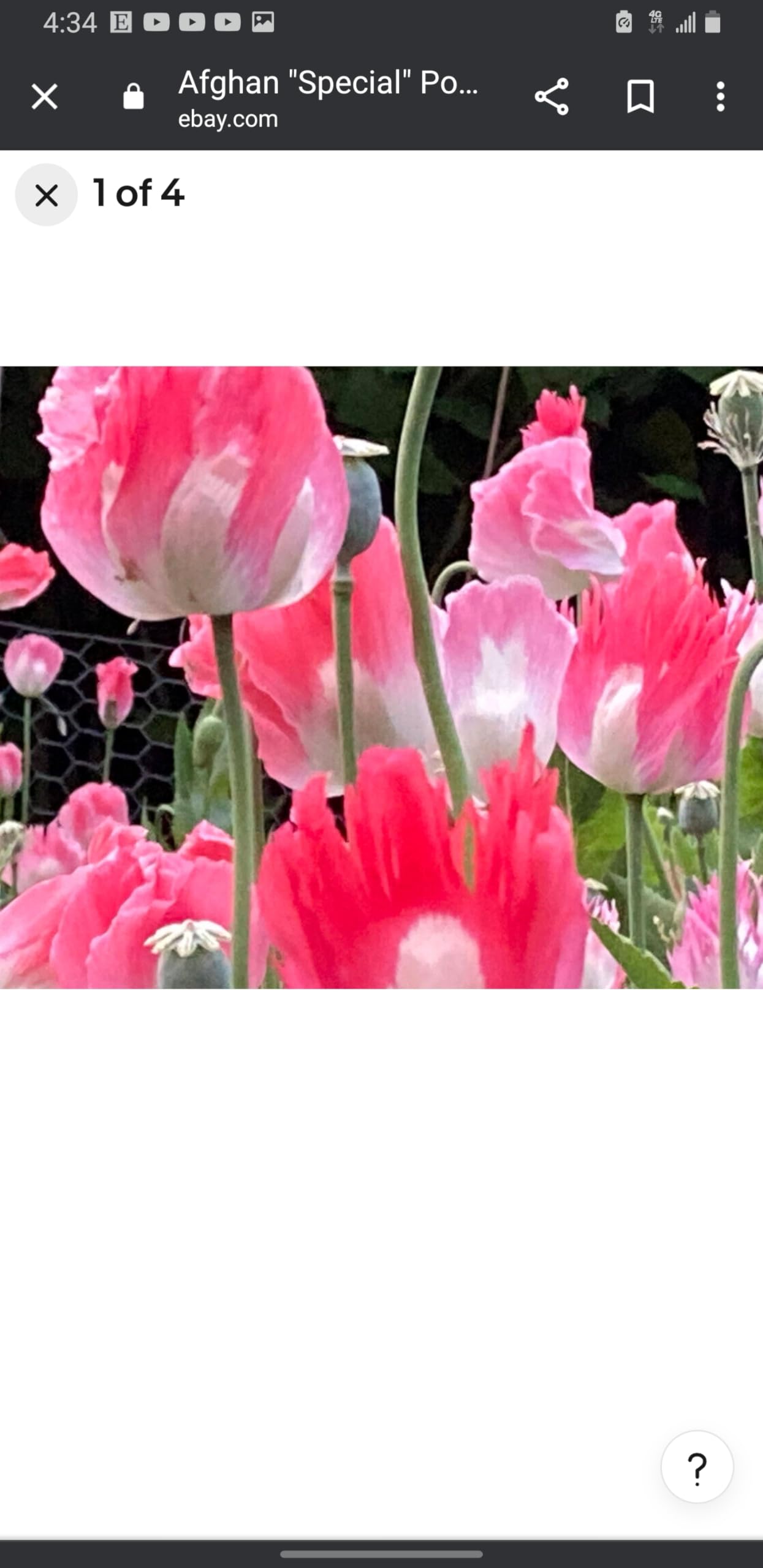 Amazon.com : Generic Afghan Izmir Galania Purebred Strain